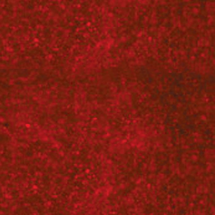 Cyanoditolyl Tetrazolium Chloride (CTC) - 1g